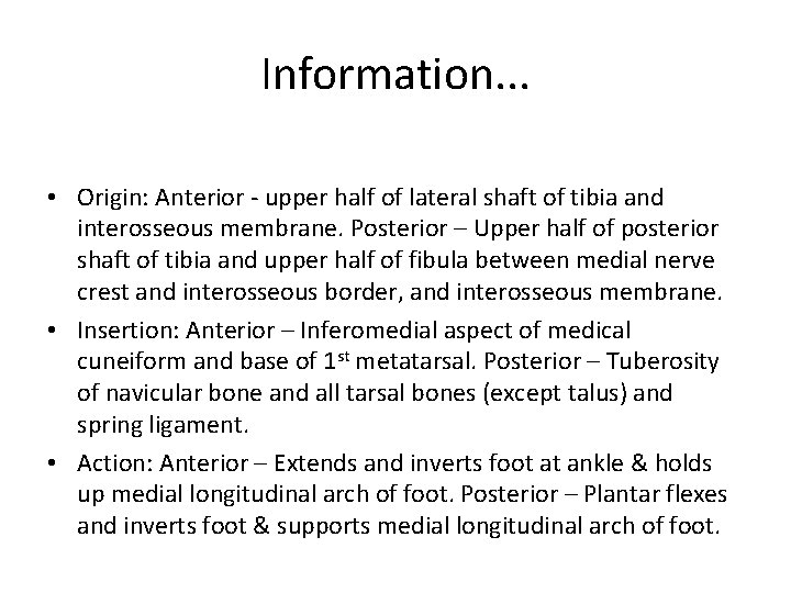 Information. . . • Origin: Anterior - upper half of lateral shaft of tibia