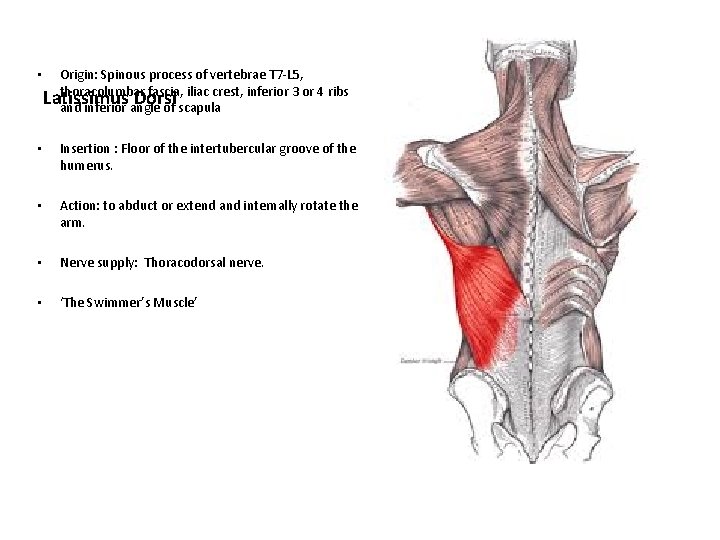  • Origin: Spinous process of vertebrae T 7 -L 5, thoracolumbar fascia, iliac
