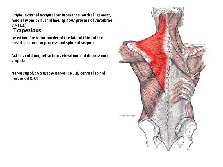 Origin: external occipital protuberance, nuchal ligament, medial superior nuchal line, spinous process of vertebrae