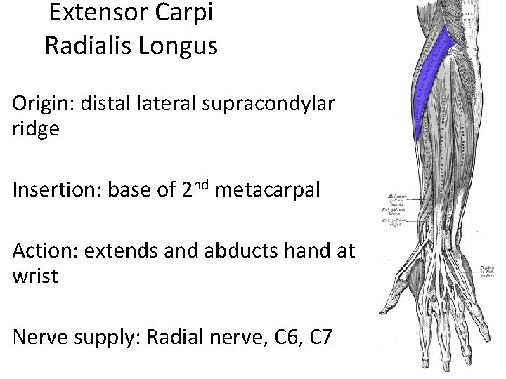 Extensor Carpi Radialis Longus Origin: distal lateral supracondylar ridge Insertion: base of 2 nd
