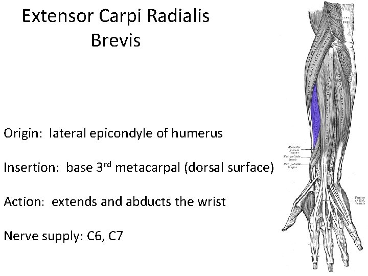 Extensor Carpi Radialis Brevis Origin: lateral epicondyle of humerus Insertion: base 3 rd metacarpal