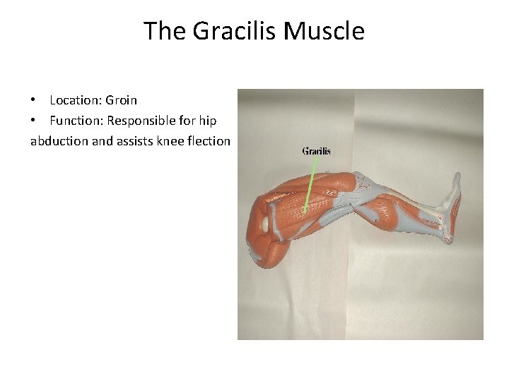 The Gracilis Muscle • Location: Groin • Function: Responsible for hip abduction and assists
