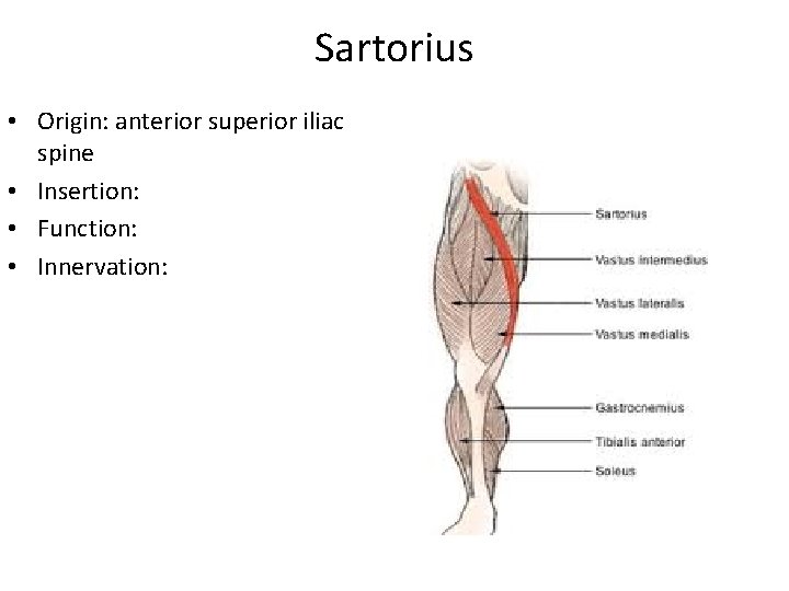 Sartorius • Origin: anterior superior iliac spine • Insertion: • Function: • Innervation: 