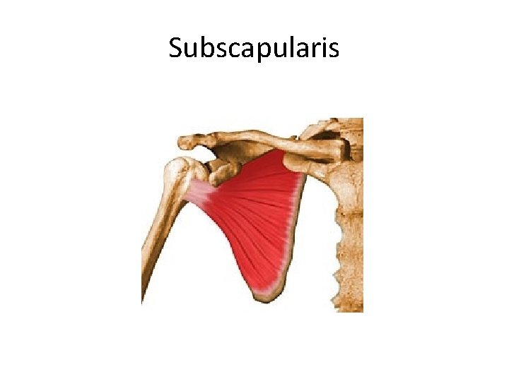 Subscapularis 