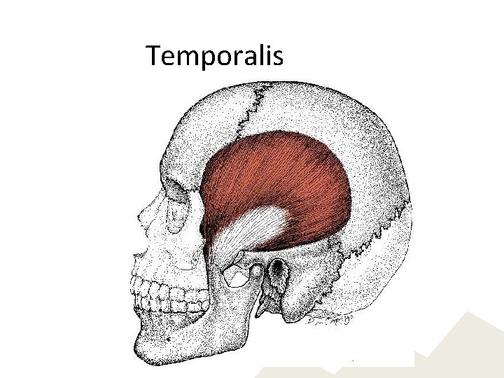 Temporalis 