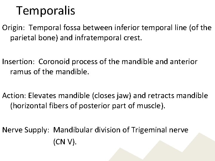 Temporalis Origin: Temporal fossa between inferior temporal line (of the parietal bone) and infratemporal
