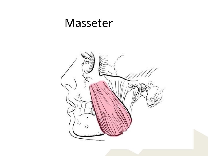 Masseter 