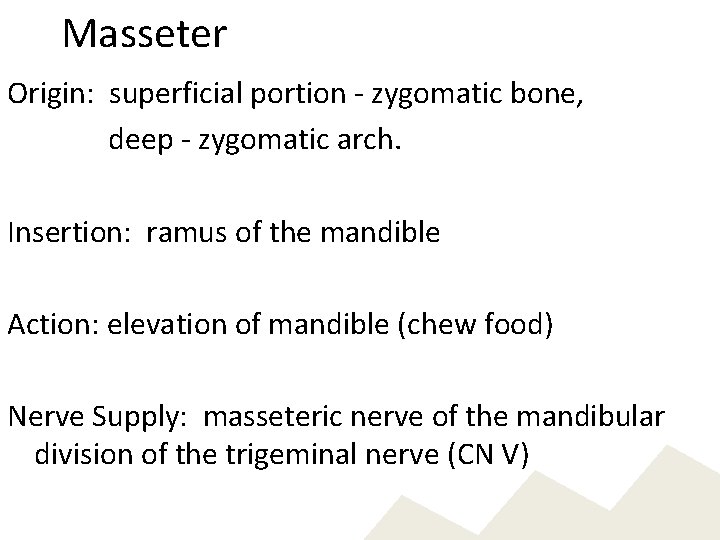 Masseter Origin: superficial portion - zygomatic bone, deep - zygomatic arch. Insertion: ramus of