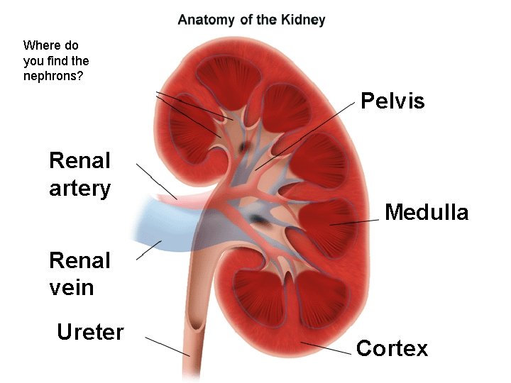 Where do you find the nephrons? Pelvis Renal artery Medulla Renal vein Ureter Cortex