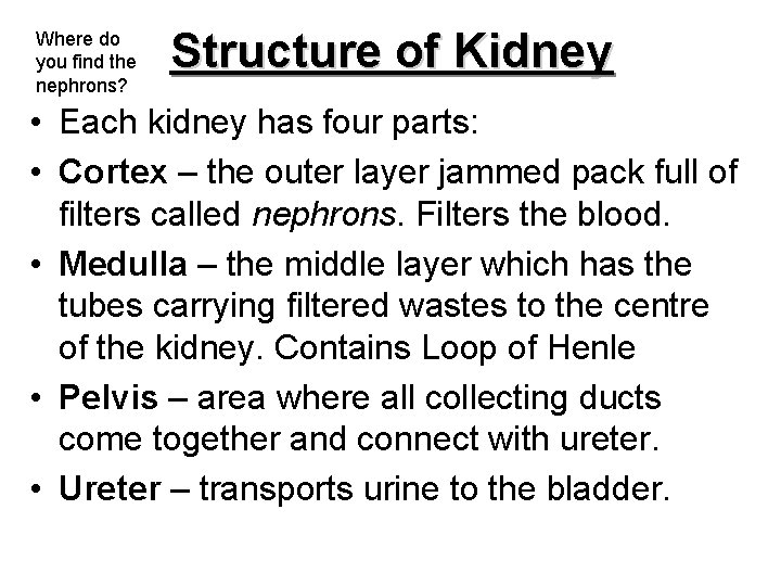 Where do you find the nephrons? Structure of Kidney • Each kidney has four