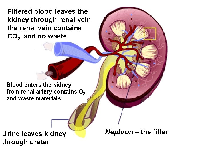 Filtered blood leaves the kidney through renal vein the renal vein contains CO 2