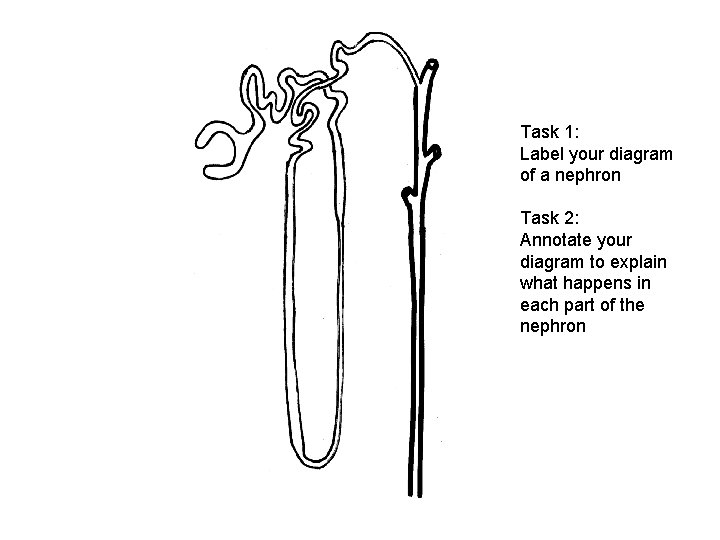 Task 1: Label your diagram of a nephron Task 2: Annotate your diagram to