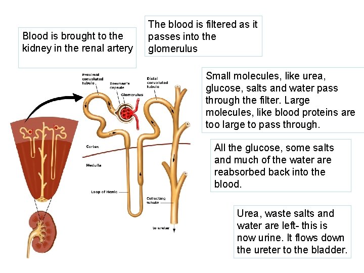 Blood is brought to the kidney in the renal artery The blood is filtered