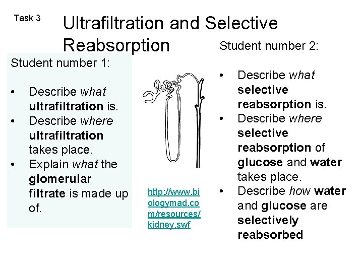 Task 3 Ultrafiltration and Selective Student number 2: Reabsorption Student number 1: • •