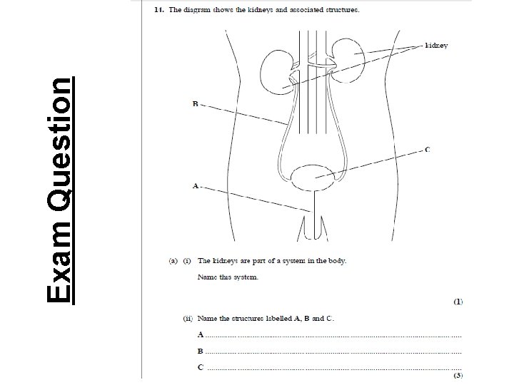 Exam Question 