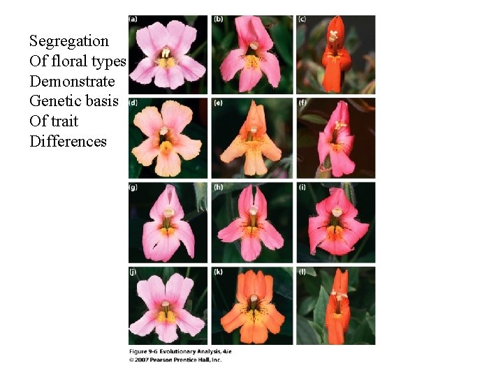Segregation Of floral types Demonstrate Genetic basis Of trait Differences Segregation Of floral types Demonstrate Genetic basis Of trait Differences