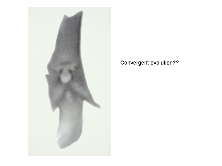 Convergent evolution? ? Convergent evolution? ?