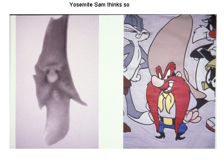 Yosemite Sam thinks so Yosemite Sam thinks so