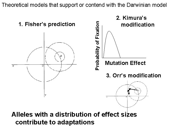 1. Fisher’s prediction Probability of Fixation Theoretical models that support or contend with the 1. Fisher’s prediction Probability of Fixation Theoretical models that support or contend with the