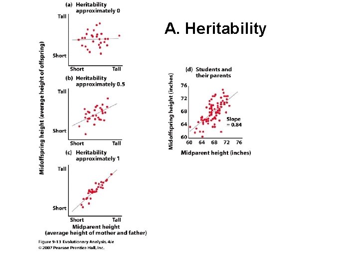 A. Heritability A. Heritability