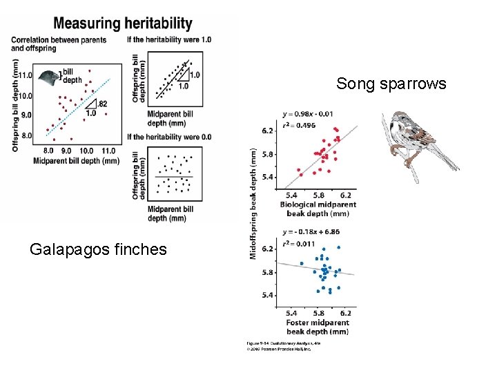 Song sparrows Galapagos finches Song sparrows Galapagos finches