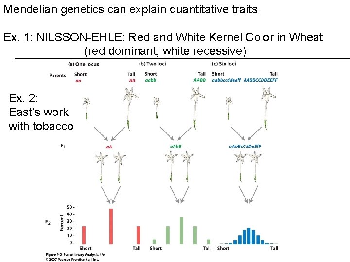 Mendelian genetics can explain quantitative traits Ex. 1: NILSSON-EHLE: Red and White Kernel Color Mendelian genetics can explain quantitative traits Ex. 1: NILSSON-EHLE: Red and White Kernel Color