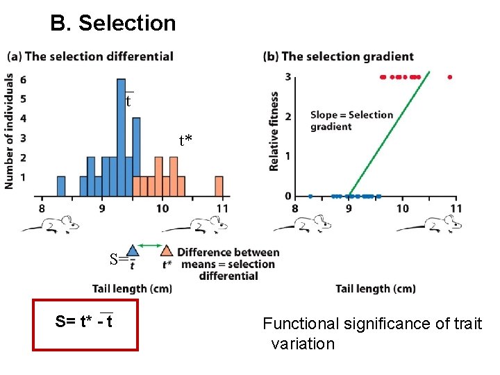 B. Selection t t* S= S= t* - t Functional significance of trait variation B. Selection t t* S= S= t* - t Functional significance of trait variation