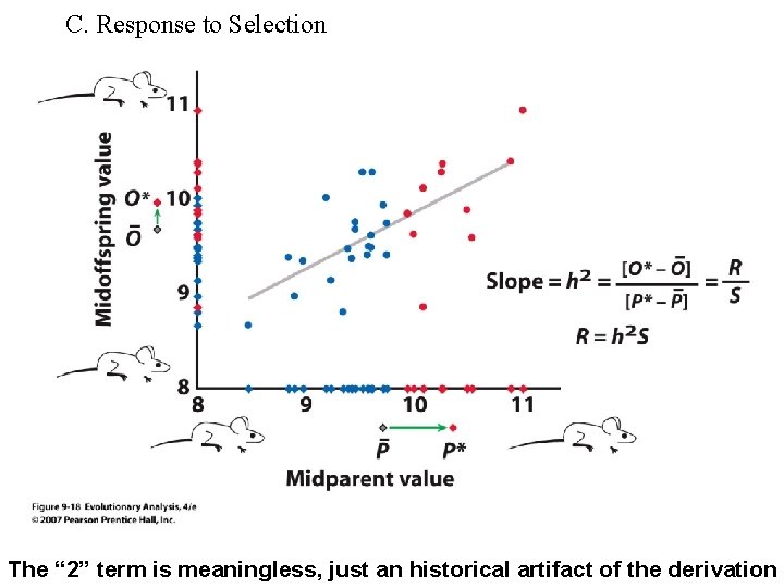C. Response to Selection The “ 2” term is meaningless, just an historical artifact C. Response to Selection The “ 2” term is meaningless, just an historical artifact