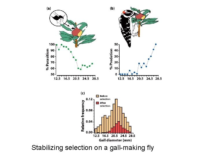 Stabilizing selection on a gall-making fly Stabilizing selection on a gall-making fly