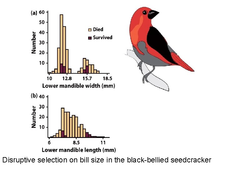 Disruptive selection on bill size in the black-bellied seedcracker Disruptive selection on bill size in the black-bellied seedcracker