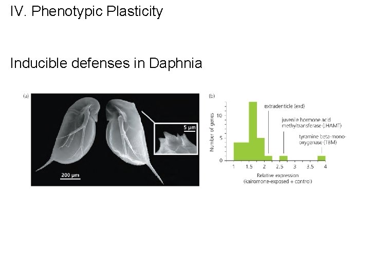 IV. Phenotypic Plasticity Inducible defenses in Daphnia IV. Phenotypic Plasticity Inducible defenses in Daphnia
