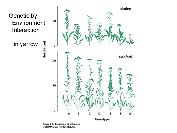 Genetic by Environment Interaction in yarrow Genetic by Environment Interaction in yarrow