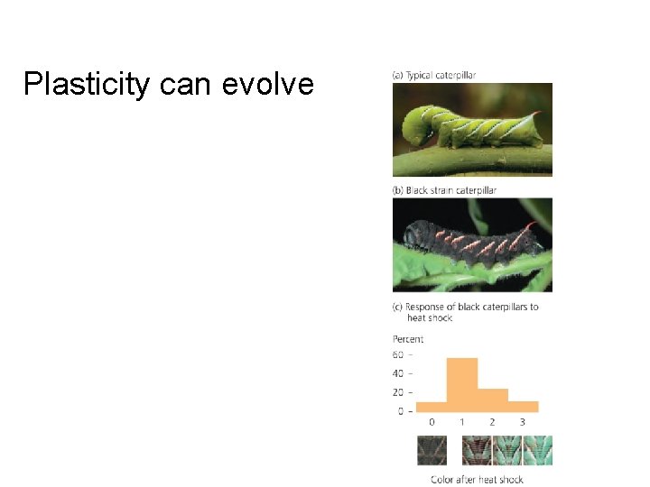 Plasticity can evolve Plasticity can evolve