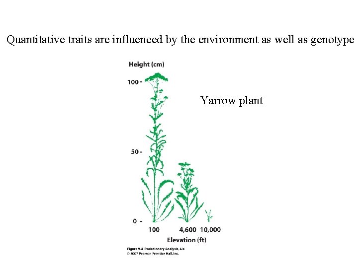 Quantitative traits are influenced by the environment as well as genotype Yarrow plant Quantitative traits are influenced by the environment as well as genotype Yarrow plant