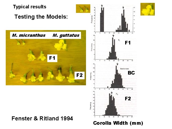 Typical results Testing the Models: M. micranthus M. guttatus F 1 F 2 BC Typical results Testing the Models: M. micranthus M. guttatus F 1 F 2 BC