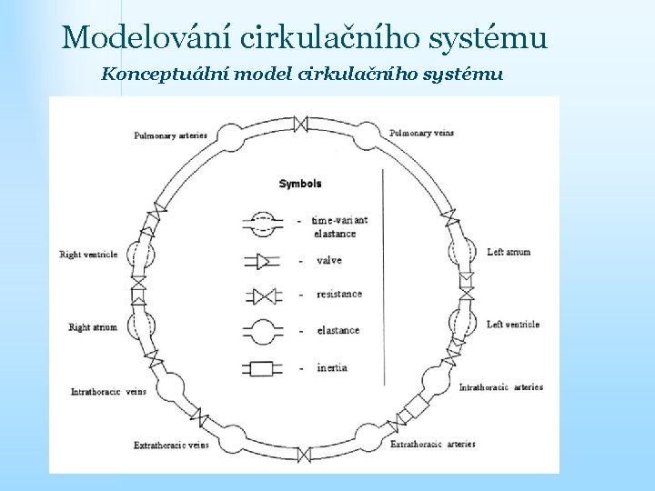 Modelování cirkulačního systému Konceptuální model cirkulačního systému 