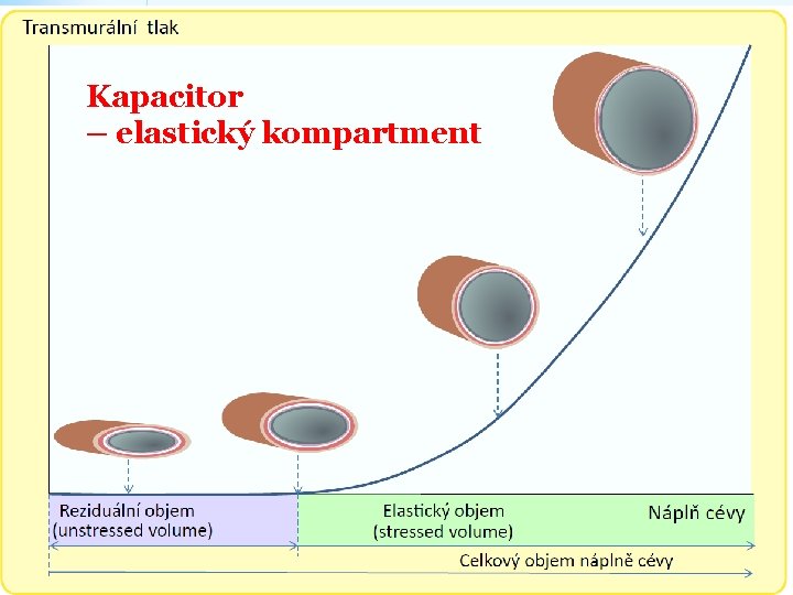 Kapacitor – elastický kompartment 