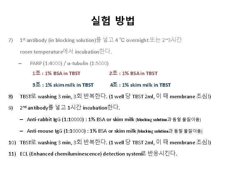 실험 방법 7) 1 st antibody (in blocking solution)를 넣고 4 ℃ overnight 또는 실험 방법 7) 1 st antibody (in blocking solution)를 넣고 4 ℃ overnight 또는