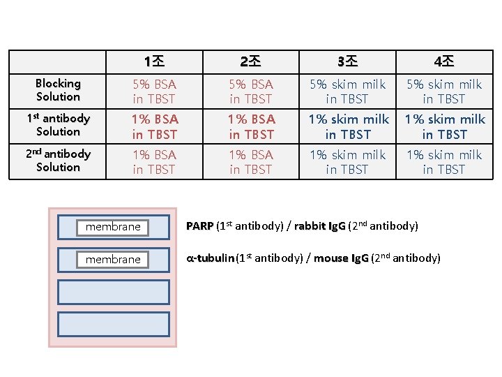 1조 2조 3조 4조 Blocking Solution 5% BSA in TBST 5% skim milk in 1조 2조 3조 4조 Blocking Solution 5% BSA in TBST 5% skim milk in