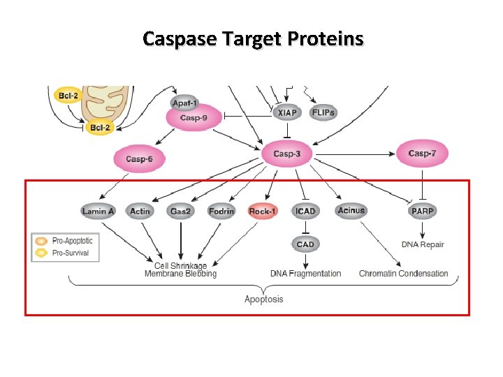 Caspase Target Proteins Caspase Target Proteins