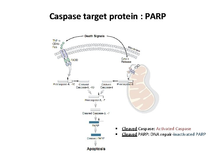 Caspase target protein : PARP § Cleaved Caspase: Activated Caspase § Cleaved PARP: DNA Caspase target protein : PARP § Cleaved Caspase: Activated Caspase § Cleaved PARP: DNA