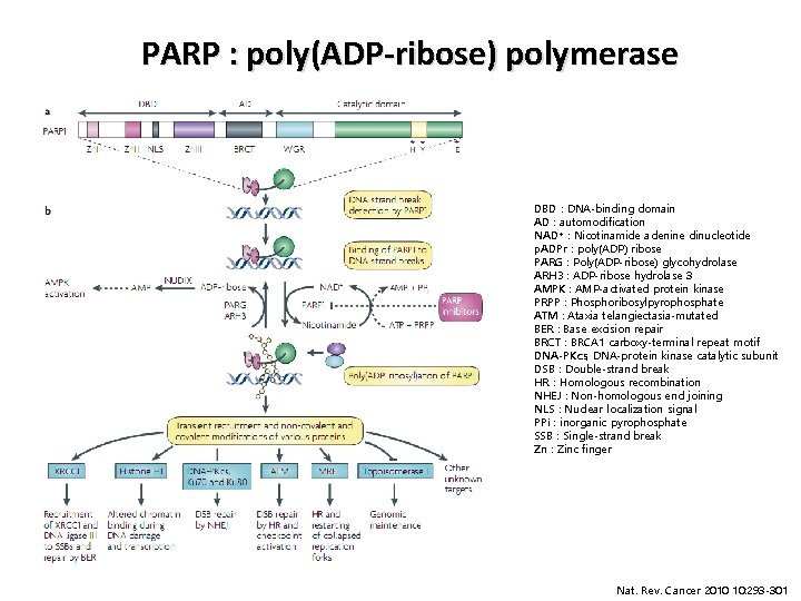 PARP : poly(ADP-ribose) polymerase DBD : DNA-binding domain AD : automodification NAD+ : Nicotinamide PARP : poly(ADP-ribose) polymerase DBD : DNA-binding domain AD : automodification NAD+ : Nicotinamide