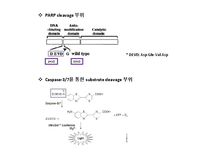 v PARP cleavage 부위 * DEVD: Asp-Glu-Val-Asp 24 k. D 89 k. D v v PARP cleavage 부위 * DEVD: Asp-Glu-Val-Asp 24 k. D 89 k. D v