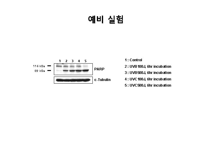 예비 실험 1 116 k. Da 89 k. Da 2 3 4 1 : 예비 실험 1 116 k. Da 89 k. Da 2 3 4 1 :
