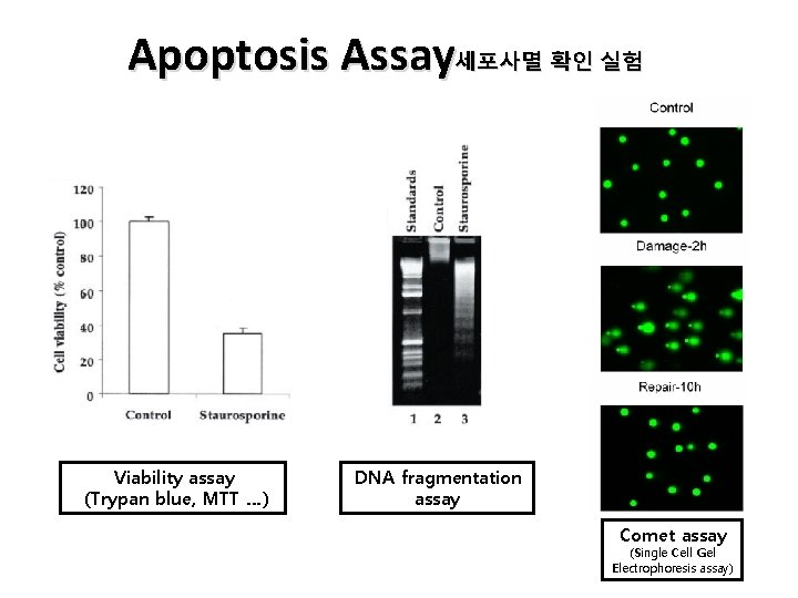 Apoptosis Assay세포사멸 확인 실험 Viability assay (Trypan blue, MTT …) DNA fragmentation assay Comet Apoptosis Assay세포사멸 확인 실험 Viability assay (Trypan blue, MTT …) DNA fragmentation assay Comet
