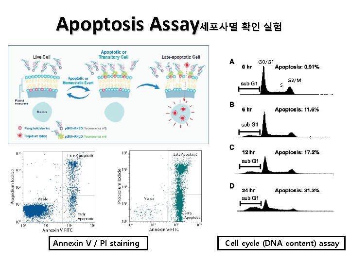 Apoptosis Assay세포사멸 확인 실험 G 0/G 1 S G 2/M S Annexin V / Apoptosis Assay세포사멸 확인 실험 G 0/G 1 S G 2/M S Annexin V /