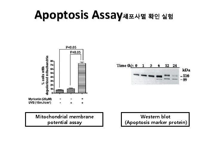 Apoptosis Assay세포사멸 확인 실험 Mitochondrial membrane potential assay Western blot (Apoptosis marker protein) Apoptosis Assay세포사멸 확인 실험 Mitochondrial membrane potential assay Western blot (Apoptosis marker protein)