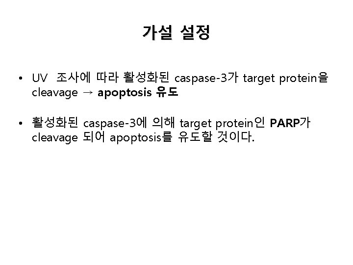 가설 설정 • UV 조사에 따라 활성화된 caspase-3가 target protein을 cleavage → apoptosis 유도 가설 설정 • UV 조사에 따라 활성화된 caspase-3가 target protein을 cleavage → apoptosis 유도