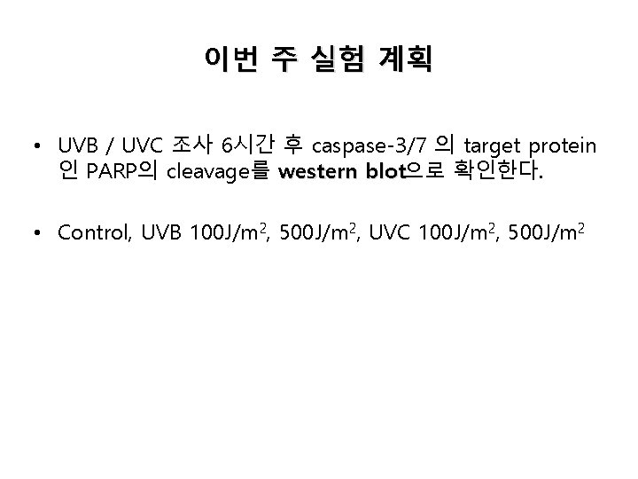 이번 주 실험 계획 • UVB / UVC 조사 6시간 후 caspase-3/7 의 target 이번 주 실험 계획 • UVB / UVC 조사 6시간 후 caspase-3/7 의 target
