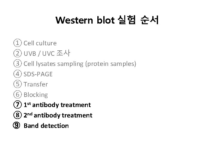 Western blot 실험 순서 ① Cell culture ② UVB / UVC 조사 ③ Cell Western blot 실험 순서 ① Cell culture ② UVB / UVC 조사 ③ Cell